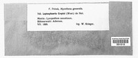 Leptosphaeria crepini image